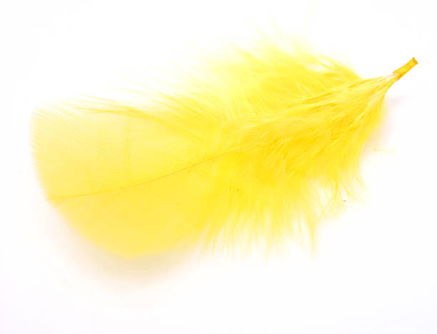 yellow feather stock photo