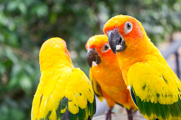 istock Parrots in the wild 452172793