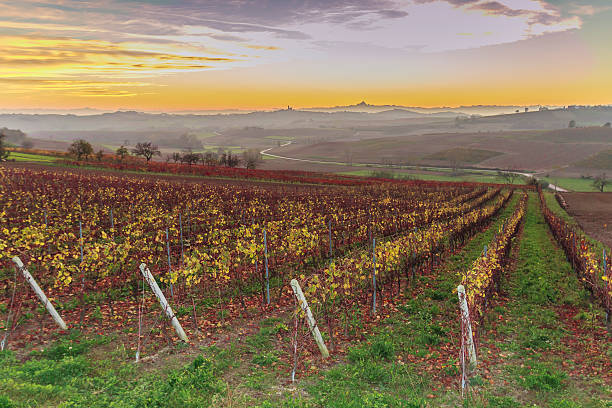 istock vineyard leaves in autumn at sunset 452176399