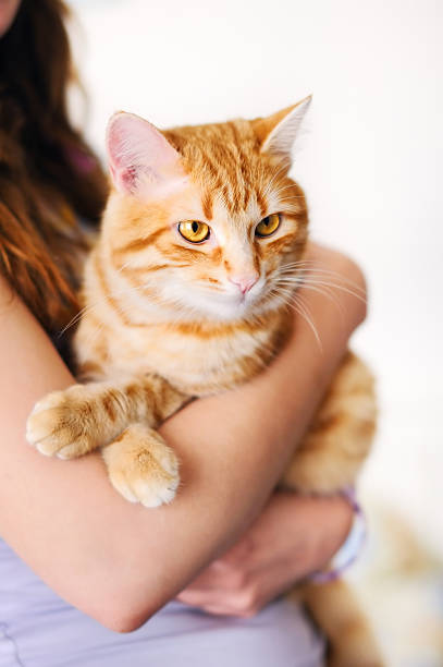 istock Girl holding cat 452177551