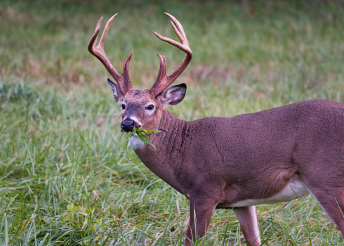 Alert white-tailed buck feeding in the grasslands of Cade's Cove, Tennessee