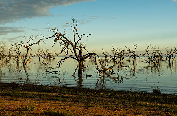 Lake Menindee's forest of dead trees in sunrise colours, Kinchega National Park, Australia