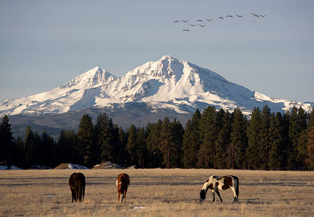 istock Wild Geese Fly Migrate Mountain Winter Cascade Range Ranch Livestock 452178431