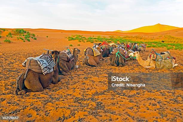 Photo libre de droit de Chameaux Dans Les Dunes De Lerg Chebbi Maroc Et En Afrique banque d'images et plus d'images libres de droit de Afrique