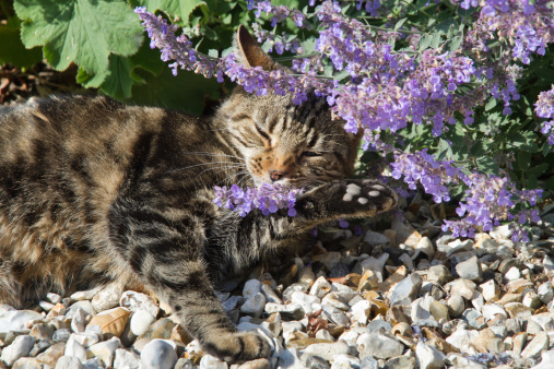 Happy Cat lying under Catmint (Nepeta) and smelling flowers which  typically results in  euphoria.