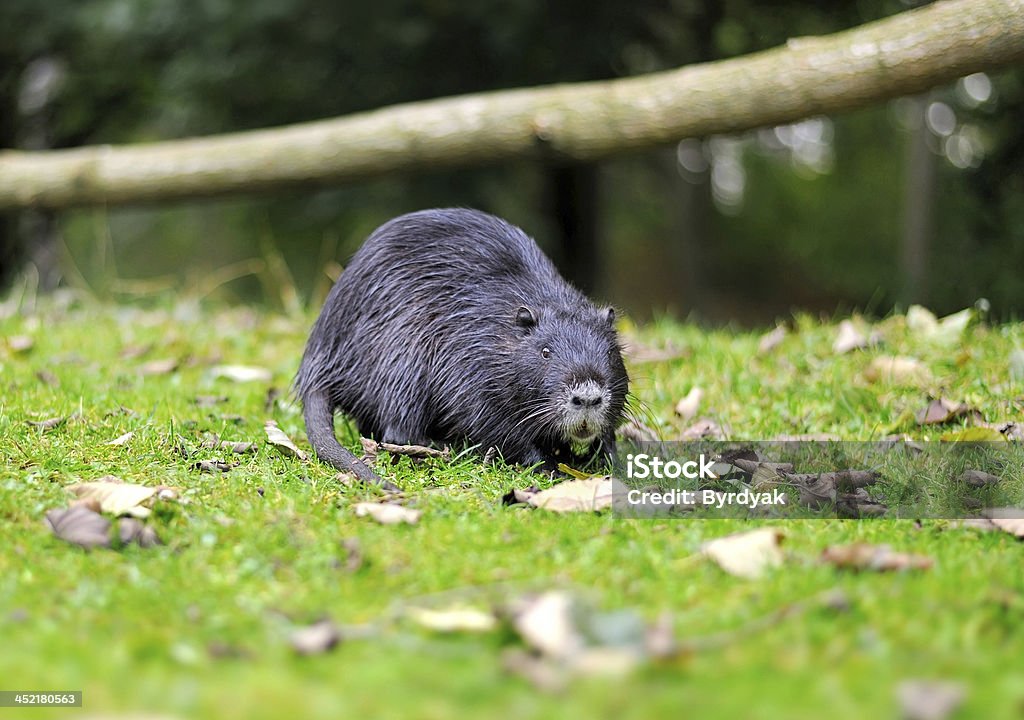 Rat musqué - Photo de Campagnol terrestre libre de droits