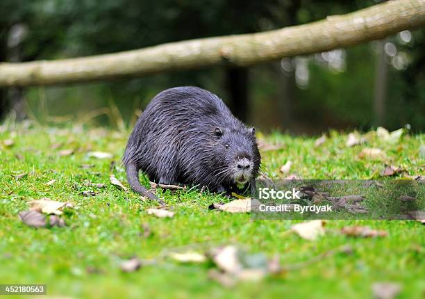 Photo libre de droit de Rat Musqué banque d'images et plus d'images libres de droit de Campagnol terrestre - Campagnol terrestre, Animal vertébré, Animaux à l'état sauvage