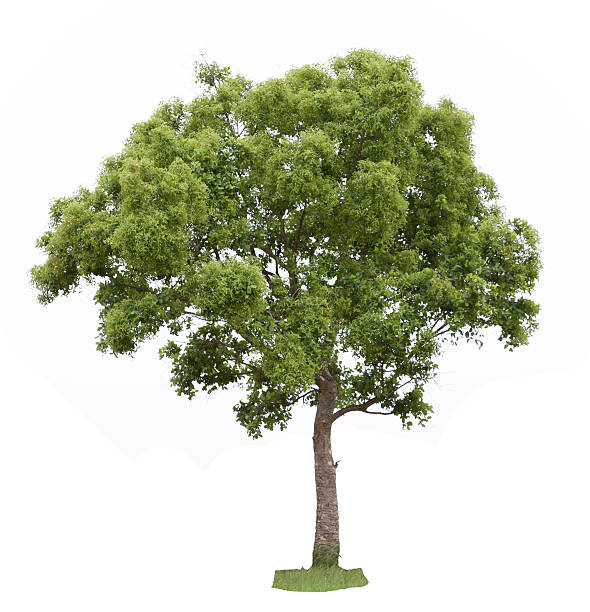 istock Tree in the forests of Thailand 452183027