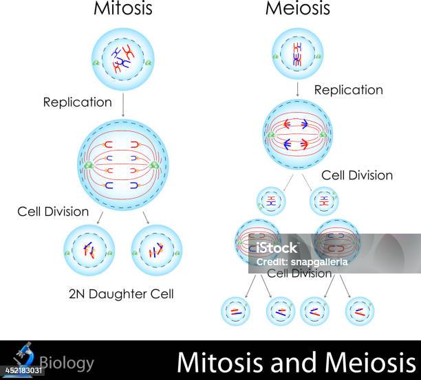 Mitose Et Méiose Vecteurs libres de droits et plus d'images vectorielles de Mitose - Mitose, Méiose, ADN