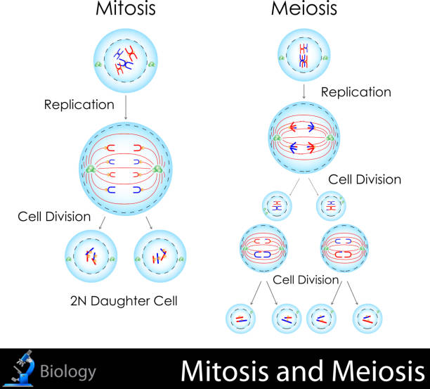 mitoza i meiosis - mitoma stock illustrations