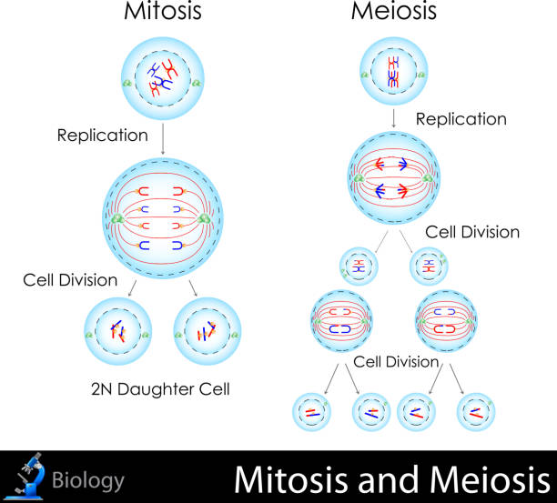 ilustrações, clipart, desenhos animados e ícones de mitosis e meiosis - mitose