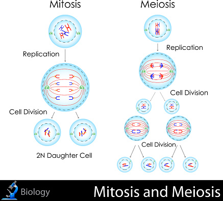 easy to edit vector illustration of mitosis and meiosis