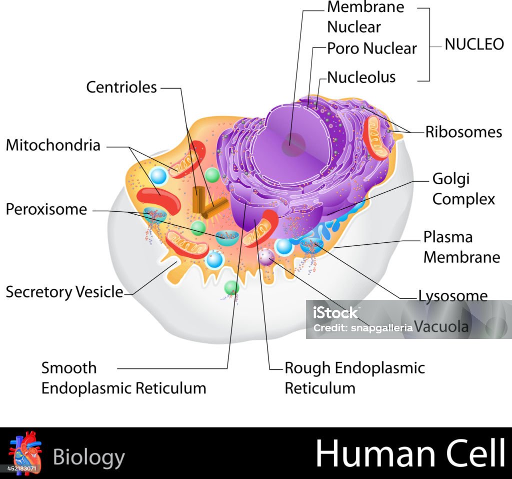 Menschliche Zelle - Lizenzfrei Peroxisom Vektorgrafik