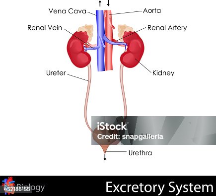 How To Draw Human Excretory System Step By Step