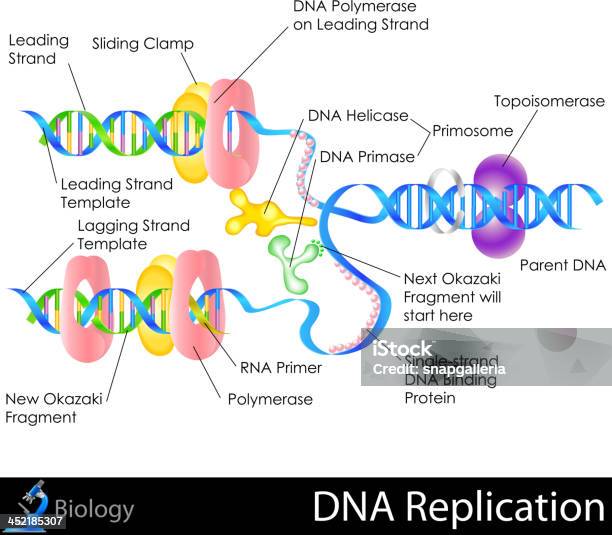 Replicazione Del Dna - Immagini vettoriali stock e altre immagini di DNA - DNA, Ripetizione, RNA