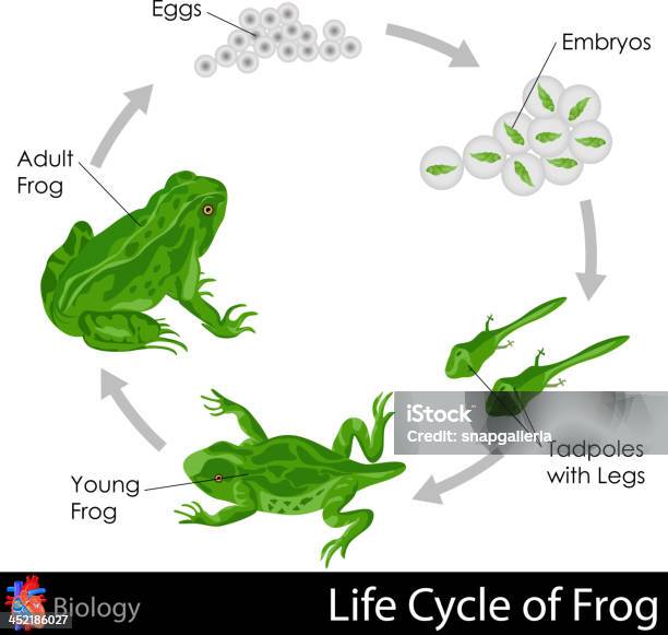 Lifecycle Of Frog Stock Illustration - Download Image Now - Frog, Amphibian, Cycle - Vehicle