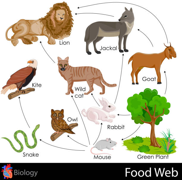 Food Web easy to edit vector illustration of food web autotroph stock illustrations