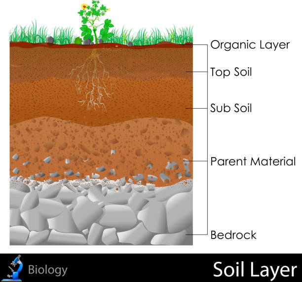 Layer of Soil easy to edit vector illustration of diagram for Layer of Soil bedrock stock illustrations