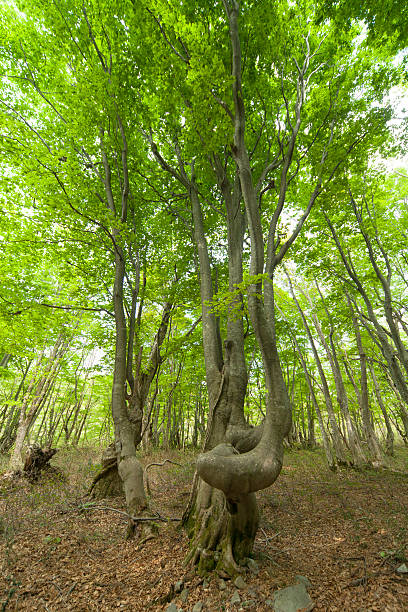 istock Beautiful green forest in early summer. 452189781