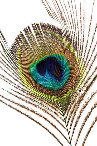 istock Feather of peacock on isolated background 452189801