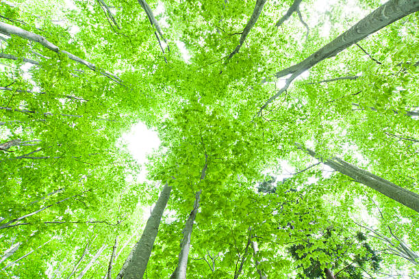 istock Beautiful green forest in early summer. 452190837