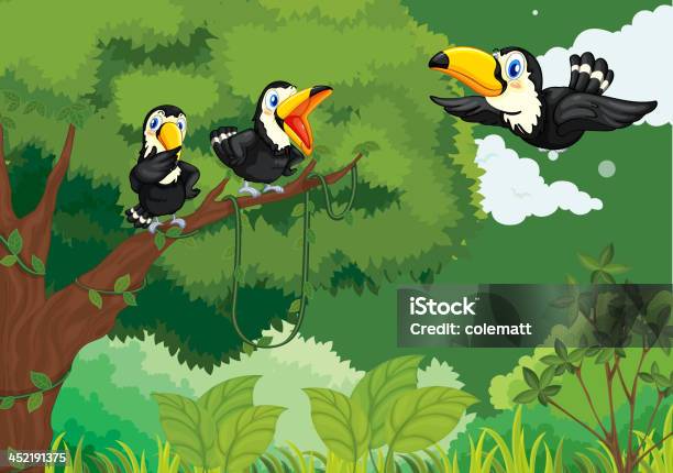 Toucans 에서 정글 검은색에 대한 스톡 벡터 아트 및 기타 이미지 - 검은색, 귀여운, 깃털