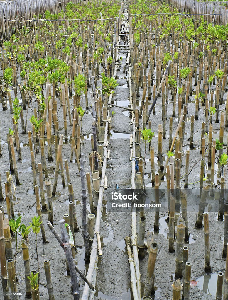 Mangrove plantation - Photo de Forêt libre de droits