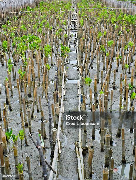 Photo libre de droit de Mangrove Plantation banque d'images et plus d'images libres de droit de Forêt - Forêt, Forêt de mangrove, Mangrove - Arbre tropical