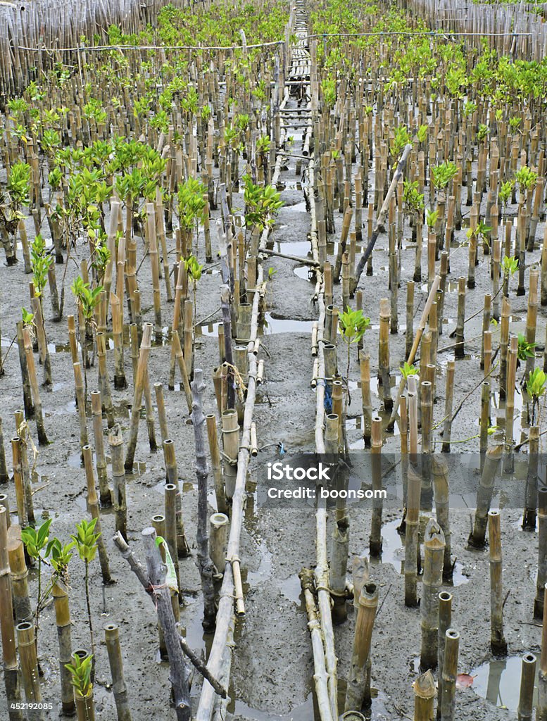 Piantagione di mangrovie - Foto stock royalty-free di Foresta