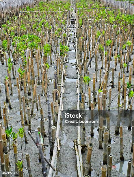 Piantagione Di Mangrovie - Fotografie stock e altre immagini di Foresta - Foresta, Foresta di mangrovie, Mangrovia