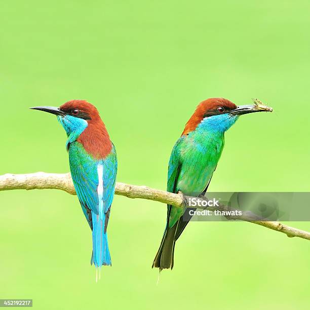 Foto de Bluetico Papo Abelharucopássaro e mais fotos de stock de Abelha - Abelha, Abelharuco, Animal