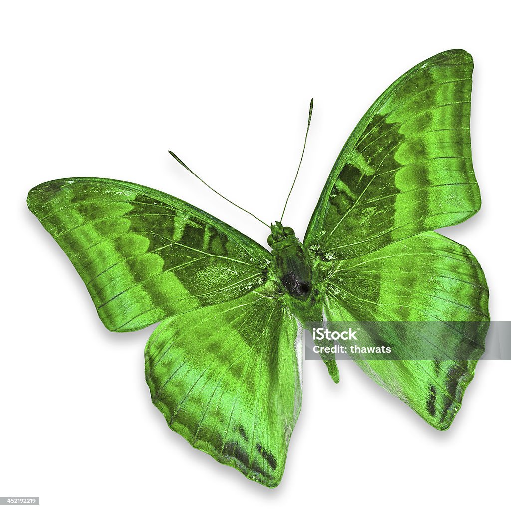 Papillon vert - Photo de Aile d'animal libre de droits
