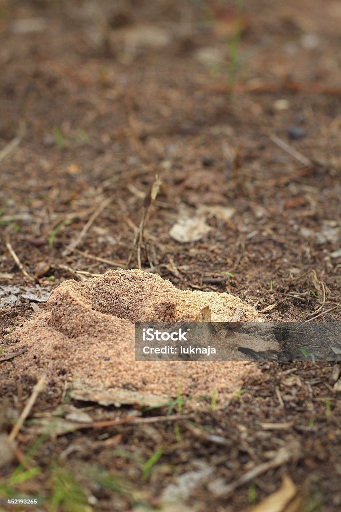 Ant nest - Lizenzfrei Ameisenhügel Stock-Foto