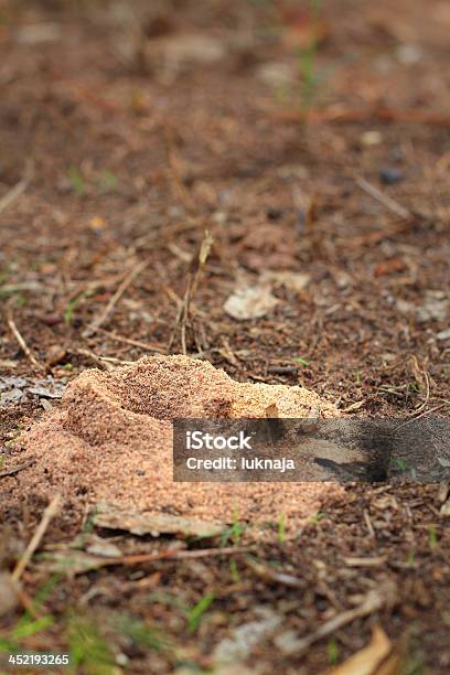 Ant Nest Stockfoto und mehr Bilder von Ameisenhügel - Ameisenhügel, Anhöhe, Arbeiten