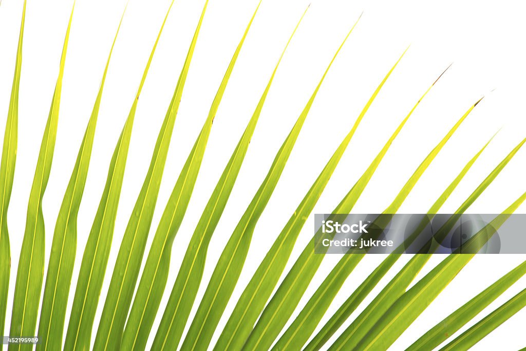 Astratto sfondo di foglie verdi - Foto stock royalty-free di Albero