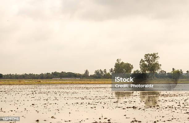 Cornfield - Fotografias de stock e mais imagens de Agricultura - Agricultura, Ao Ar Livre, Campo agrícola