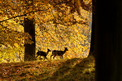 Silhuette shot of deer with fawn in the warm autumn light