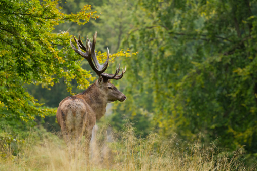 Beautiful portrait of majestic red deer with green forest in background