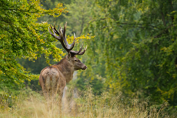 retrato de veado-vermelho - red deer animal mammal wildlife imagens e fotografias de stock