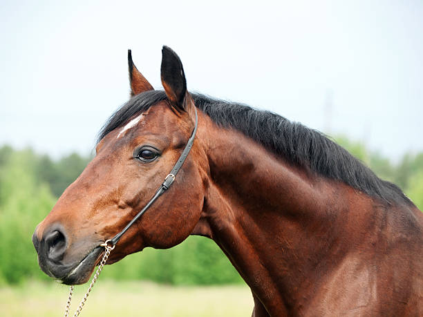 istock beautiful breed sportive bay stallion 452198587