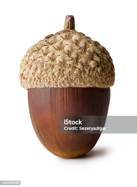 Acorn Stock Photo - Download Image Now - Acorn, Cut Out, Autumn