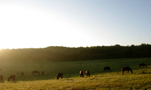 istock Daybreak over the country 452200433