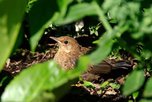 istock Young blackbird in the garden 452200441