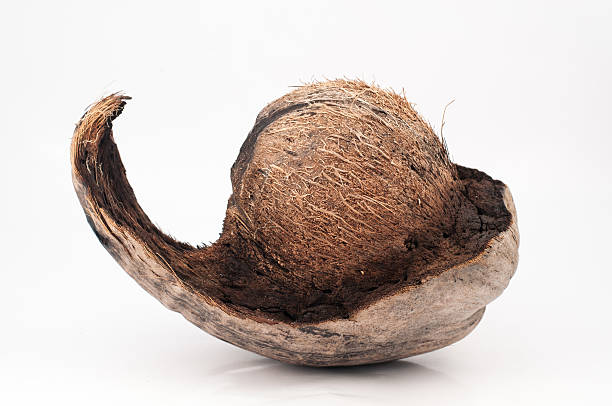 istock The exotic coconut 452202759