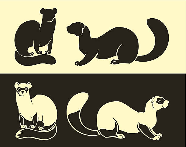 Ferret Set of four ferrets. Each animal on separate layer. sable stock illustrations