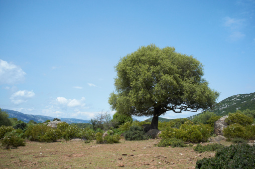 evergreen oak in meager landscape in Sardinia