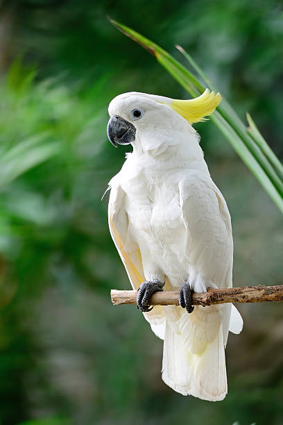 siarka-crested cockatoo - sulphur crested cockatoo zdjęcia i obrazy z banku zdjęć