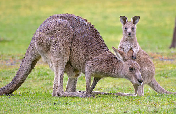 istock Kangaroo with baby joey 452210901