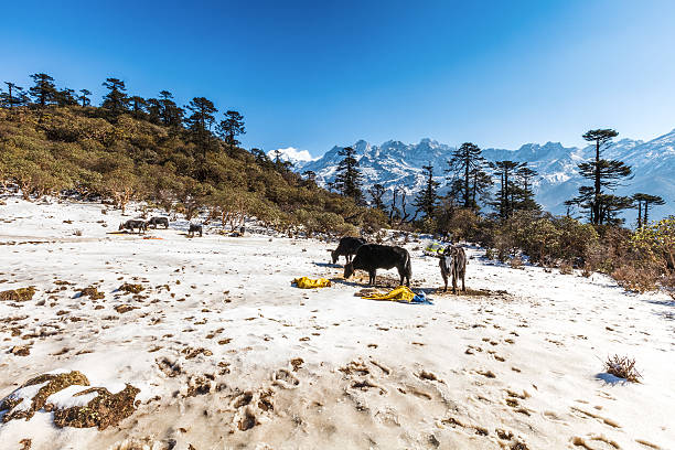 phedang видом на национальный парк kanchenjunga точка - gompa стоковые фото и изображения