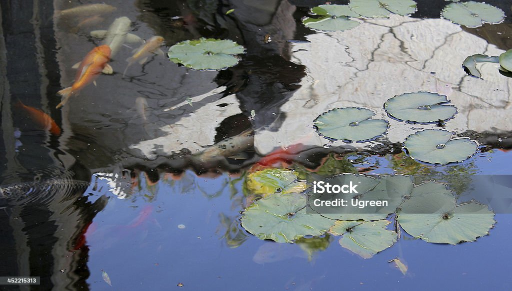 lily e pesce - Foto stock royalty-free di Acqua